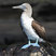 Blue-footed Booby